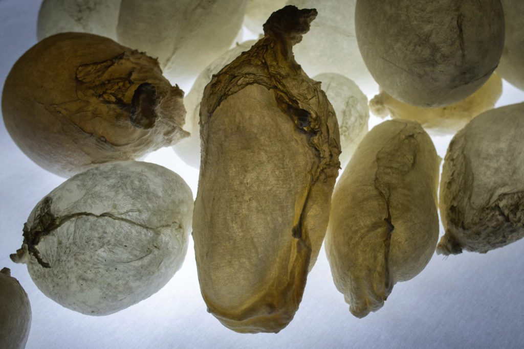 « Hallali », détail, Musée de Morat, balade des lumières 2021 © Jean-Paul Guinnard « Hallali », détail, Musée de Morat, balade des lumières 2021 © Jean-Paul Guinnard
