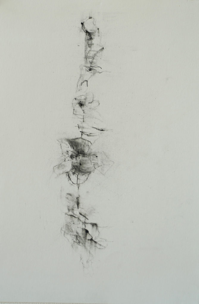 Herbier humain (série), extrait n°8, fusain sur papier, 21 x 30 cm Herbier humain (série), extrait n°8, fusain sur papier, 21 x 30 cm