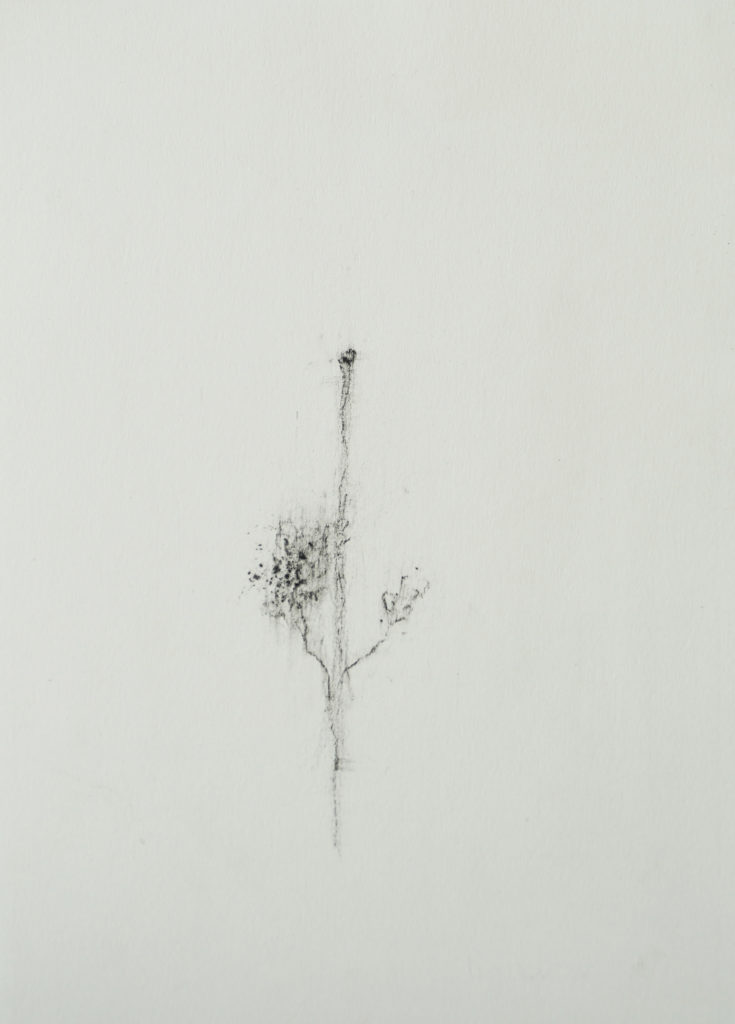Herbier humain (série), extrait n°11, fusain sur papier, 21 x 30 cm Herbier humain (série), extrait n°11, fusain sur papier, 21 x 30 cm