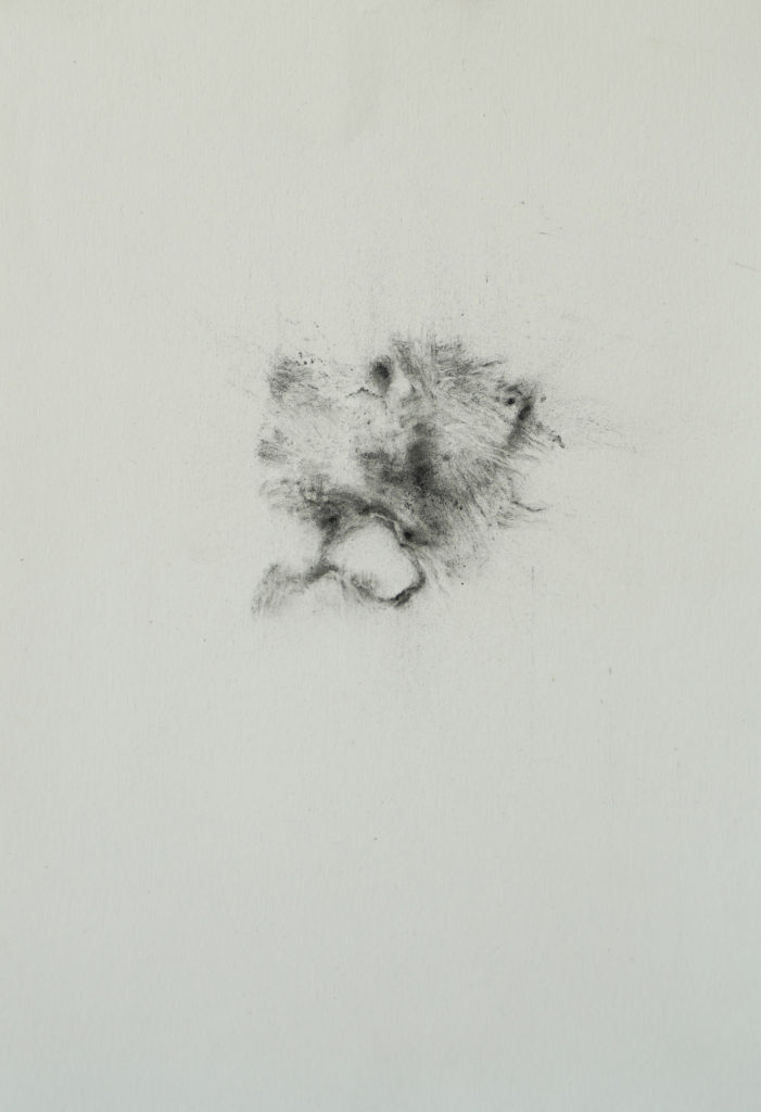 Herbier humain (série), extrait n°14, fusain sur papier, 21 x 30 cm Herbier humain (série), extrait n°14, fusain sur papier, 21 x 30 cm