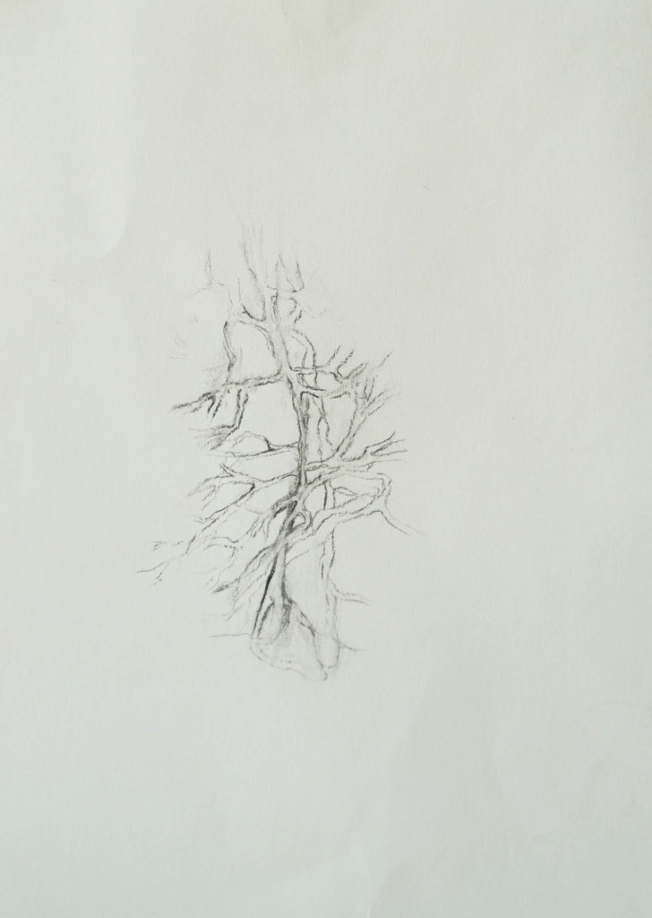 Herbier humain (série), extrait n°16, fusain sur papier, 21 x 30 cm Herbier humain (série), extrait n°16, fusain sur papier, 21 x 30 cm