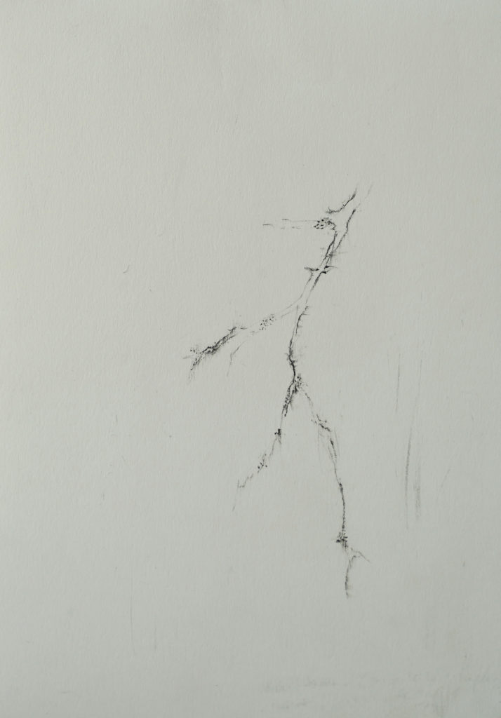Herbier humain (série), extrait n°17, fusain sur papier, 21 x 30 cm Herbier humain (série), extrait n°17, fusain sur papier, 21 x 30 cm